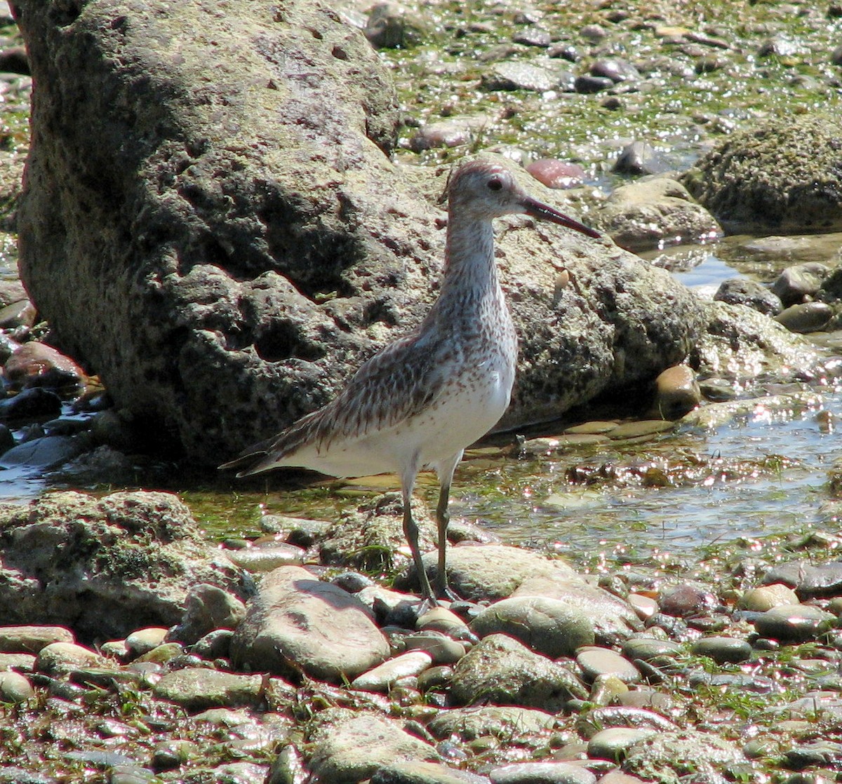 Great Knot - ML218791531