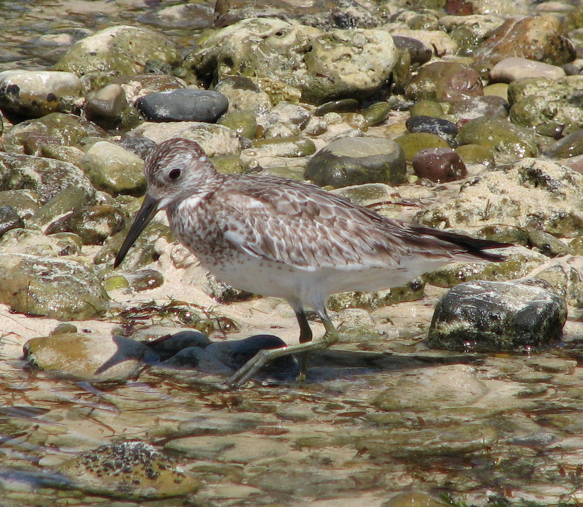 Great Knot - ML218791561