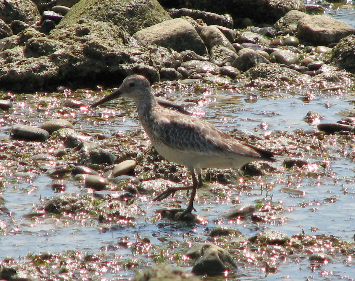 Great Knot - ML218791631