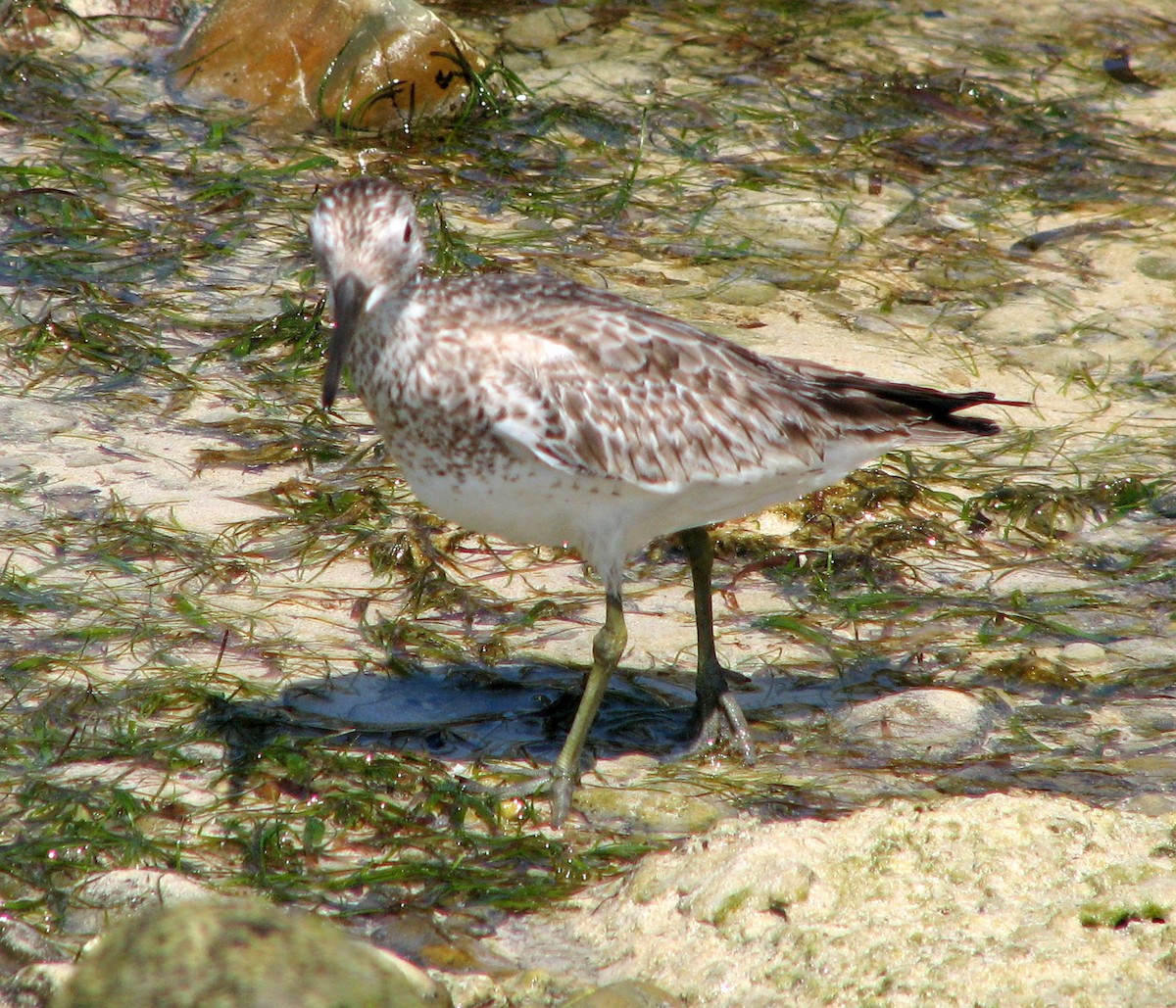 Great Knot - ML218791671