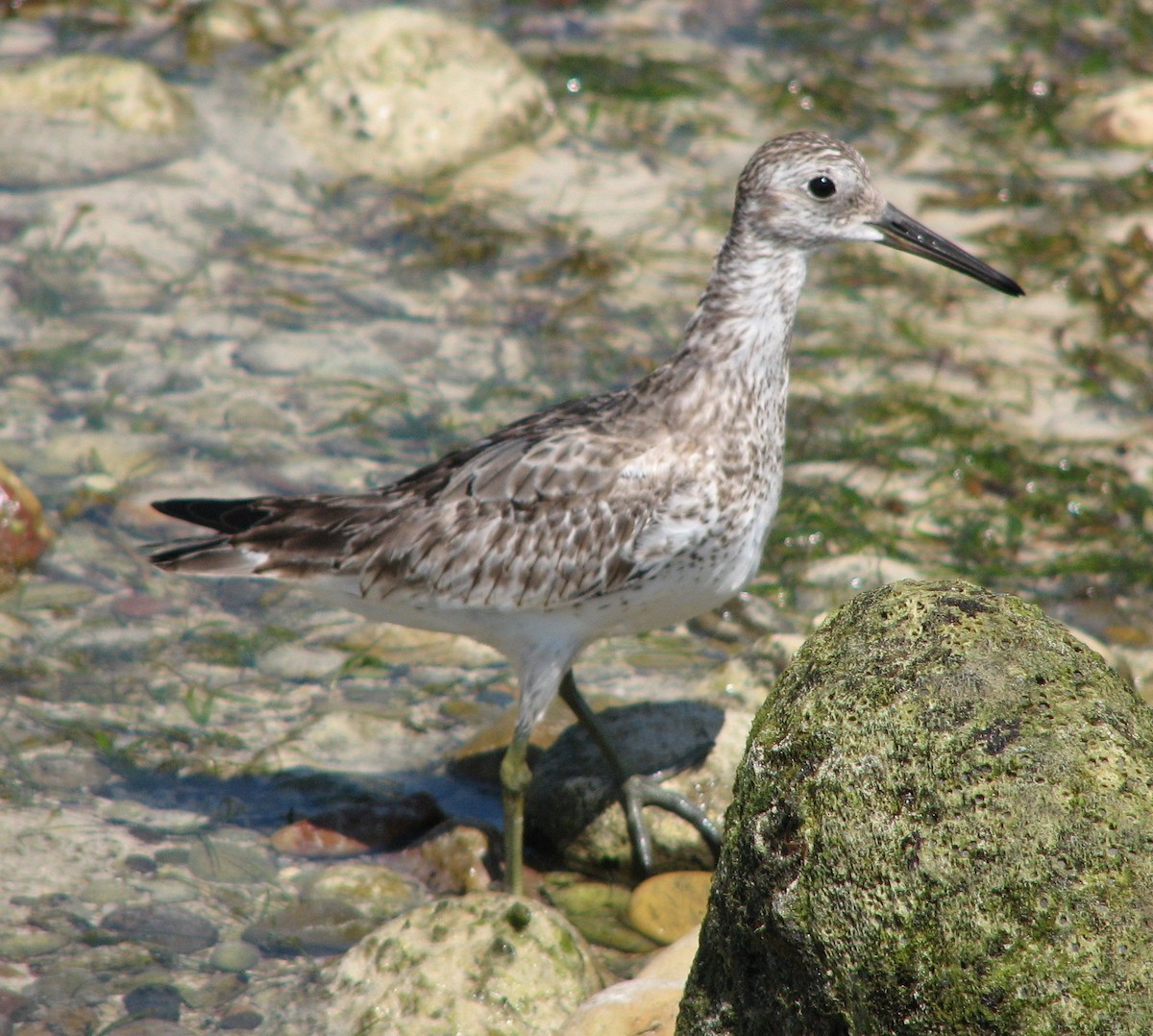 Great Knot - ML218791681