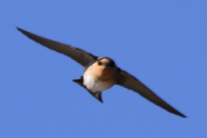 Cave Swallow - ML218792281