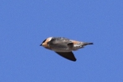 Cave Swallow - ML218792321