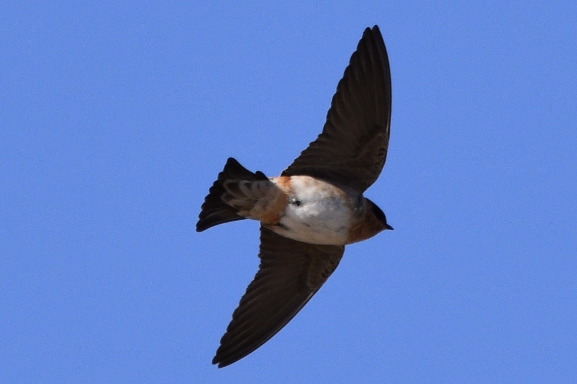 Cave Swallow - ML218792341