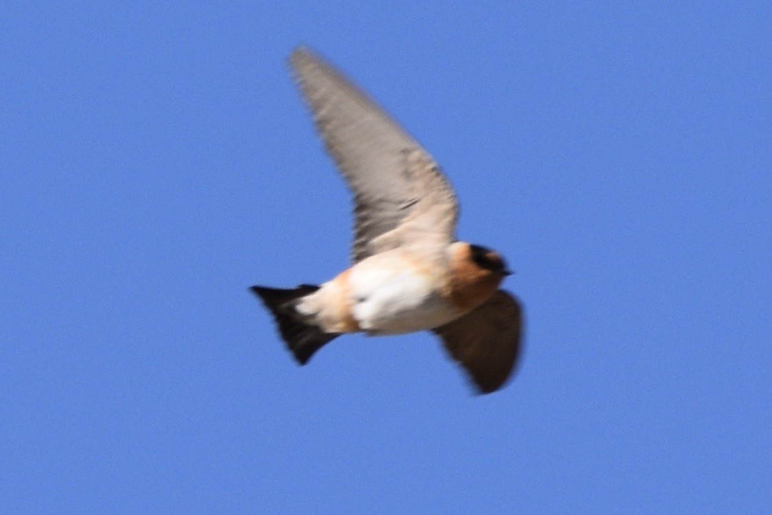 Cave Swallow - ML218792371