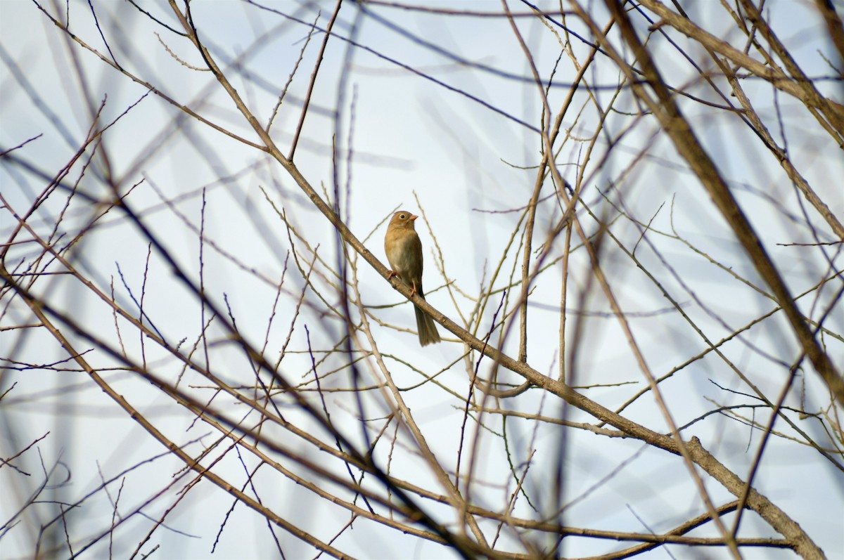 Field Sparrow - Sam Simon