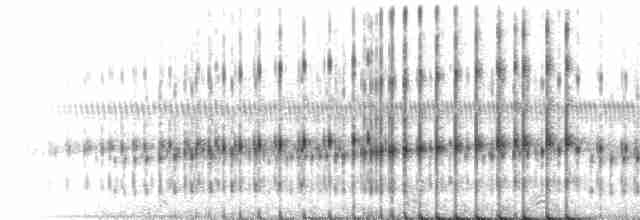 Striped Chorus Frog - ML218797