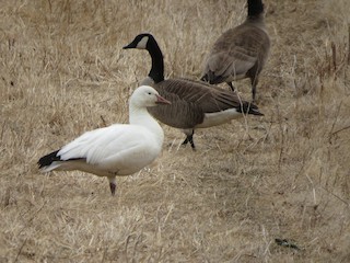 Snow Goose, ML218797531