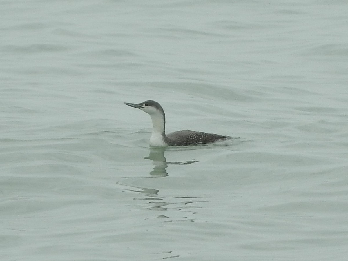Red-throated Loon - Vlad Nevirkovets