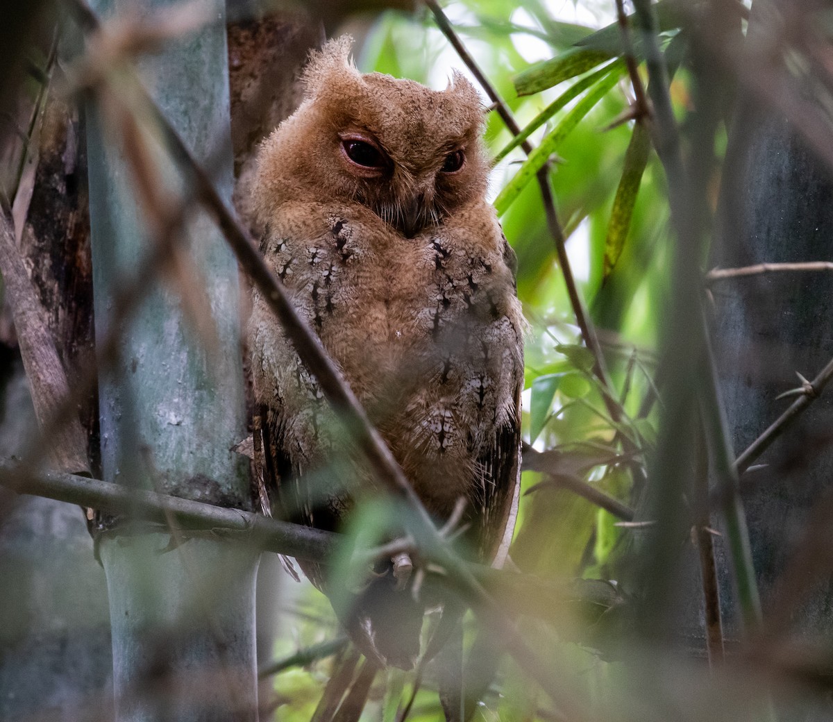 Philippine Scops-Owl - ML218798721