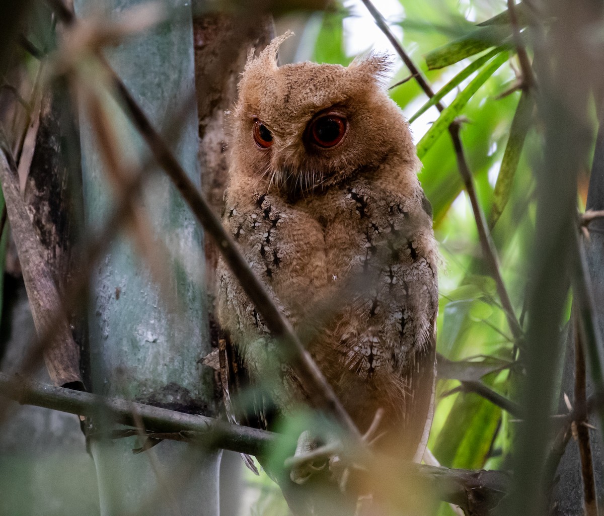 Philippine Scops-Owl - ML218798811