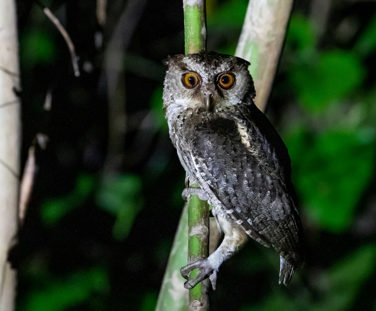 Philippine Scops-Owl - ML218799901