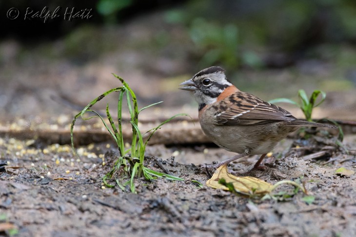 Rufous-collared Sparrow - ML218801191