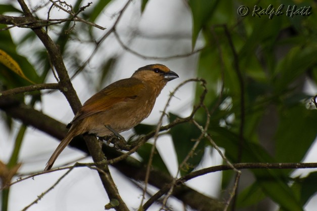 Brown Tanager - ML218801311