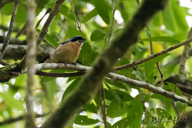 Fawn-breasted Tanager - ML218801321