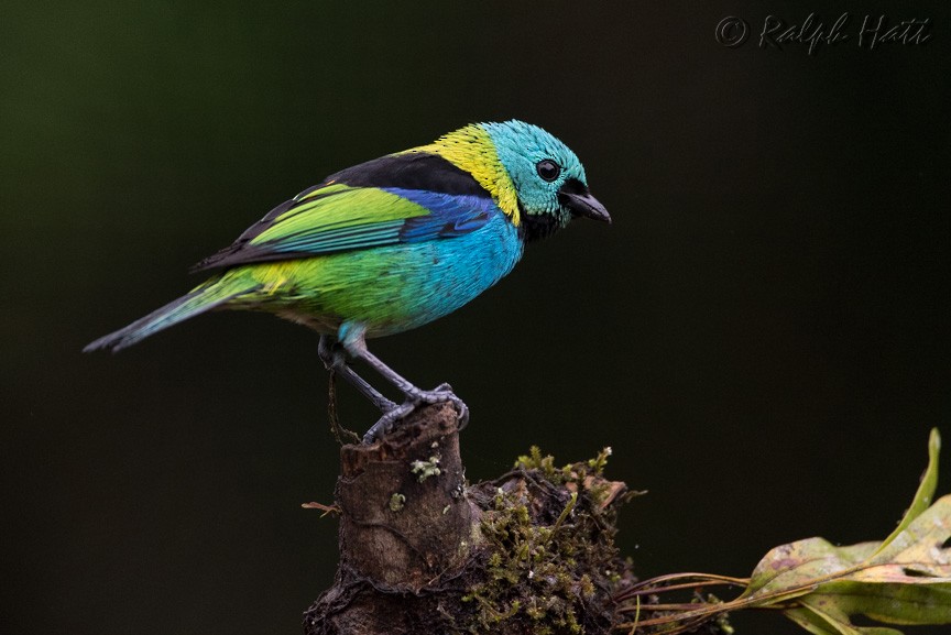 Green-headed Tanager - ML218801381