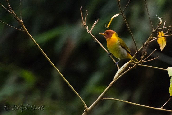 Rufous-headed Tanager - ML218801531