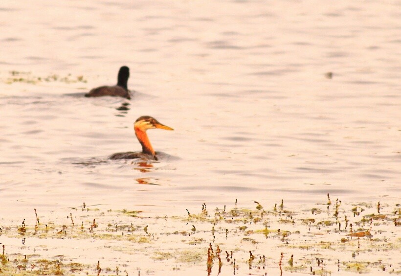 Red-necked Grebe - ML21880271