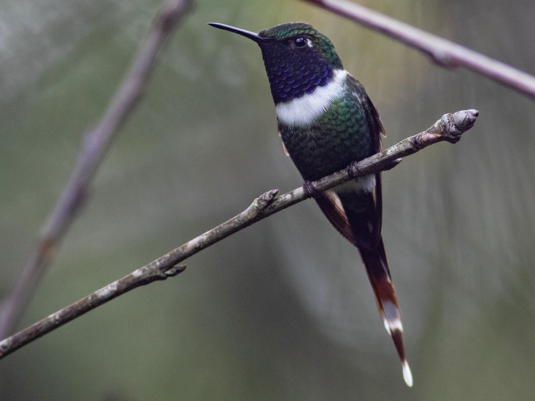 Sparkling-tailed Hummingbird - Francis Canto Jr