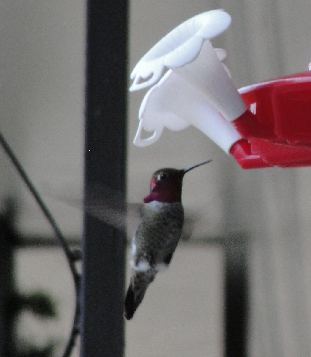 Anna's Hummingbird - Andrew Kinslow