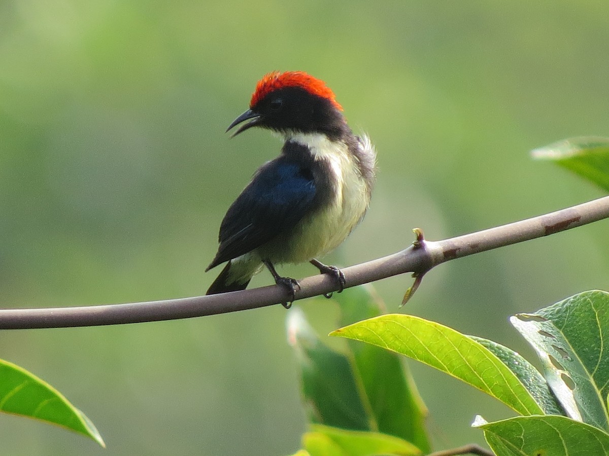 Scarlet-backed Flowerpecker - Saravana Moorthy