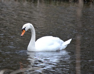 Mute Swan, ML218818721
