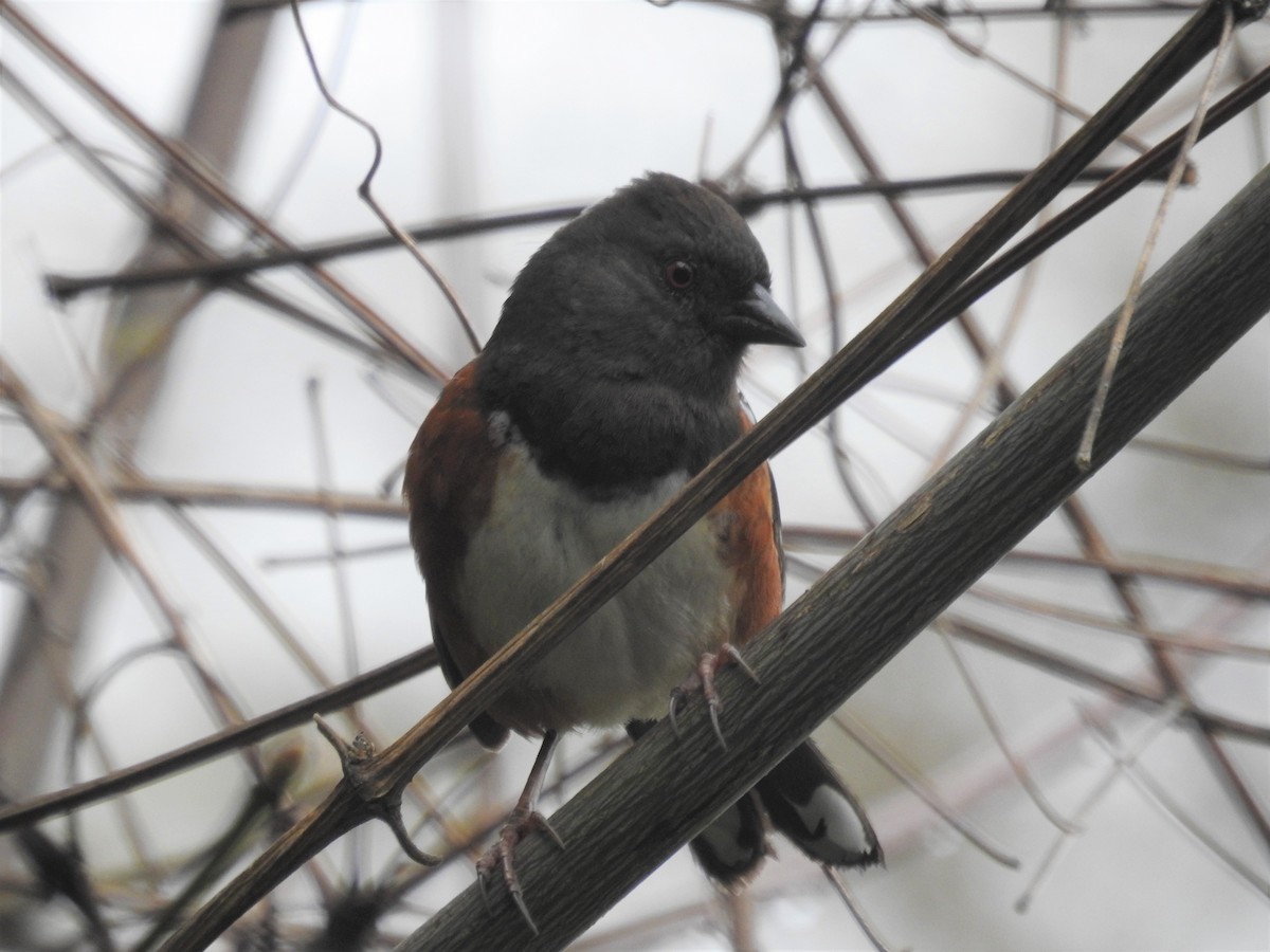 Spotted Towhee - ML218820331