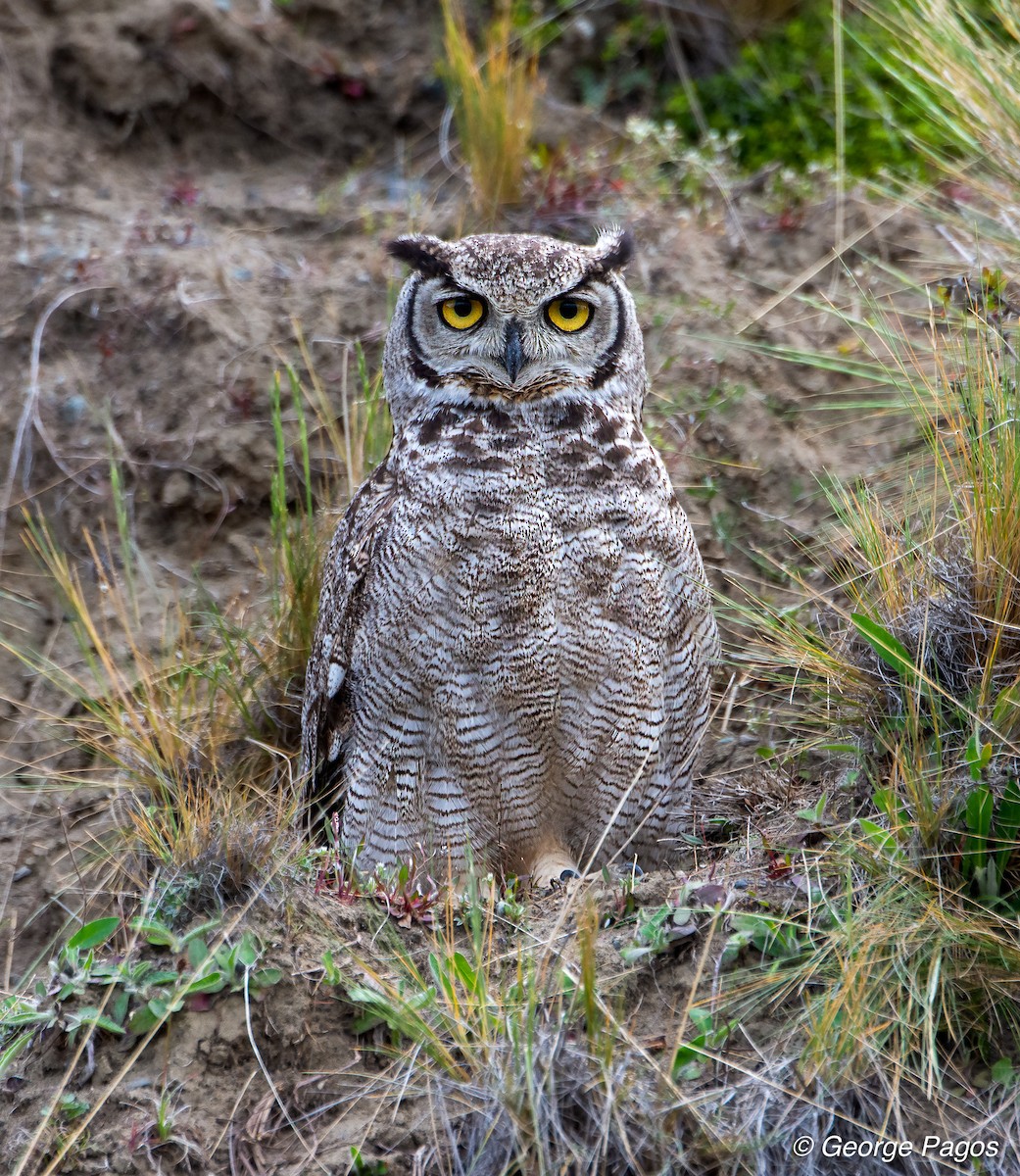 Lesser Horned Owl - George Pagos