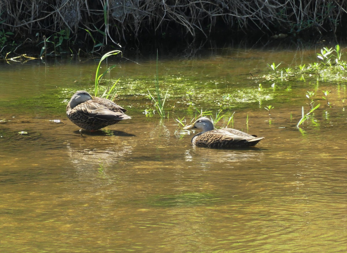 Mottled Duck (Florida) - Jim Eager