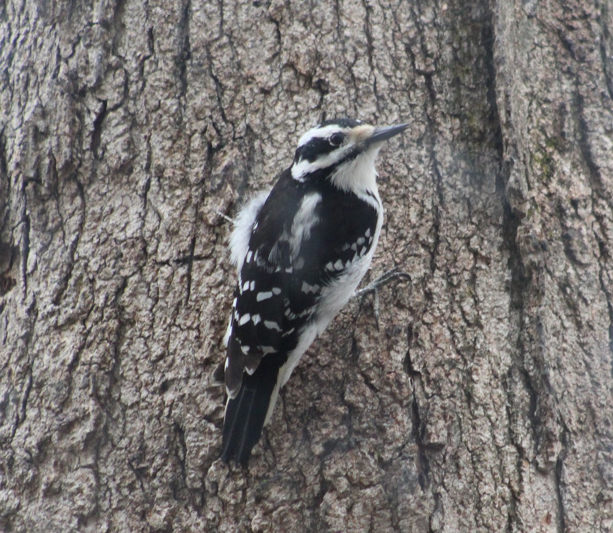 Hairy Woodpecker (Eastern) - ML218826751
