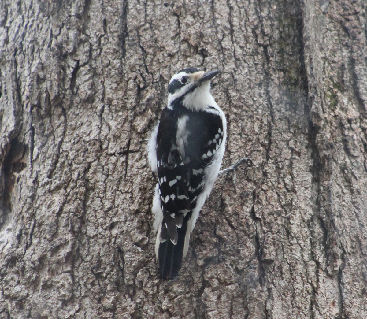 Hairy Woodpecker (Eastern) - ML218827141