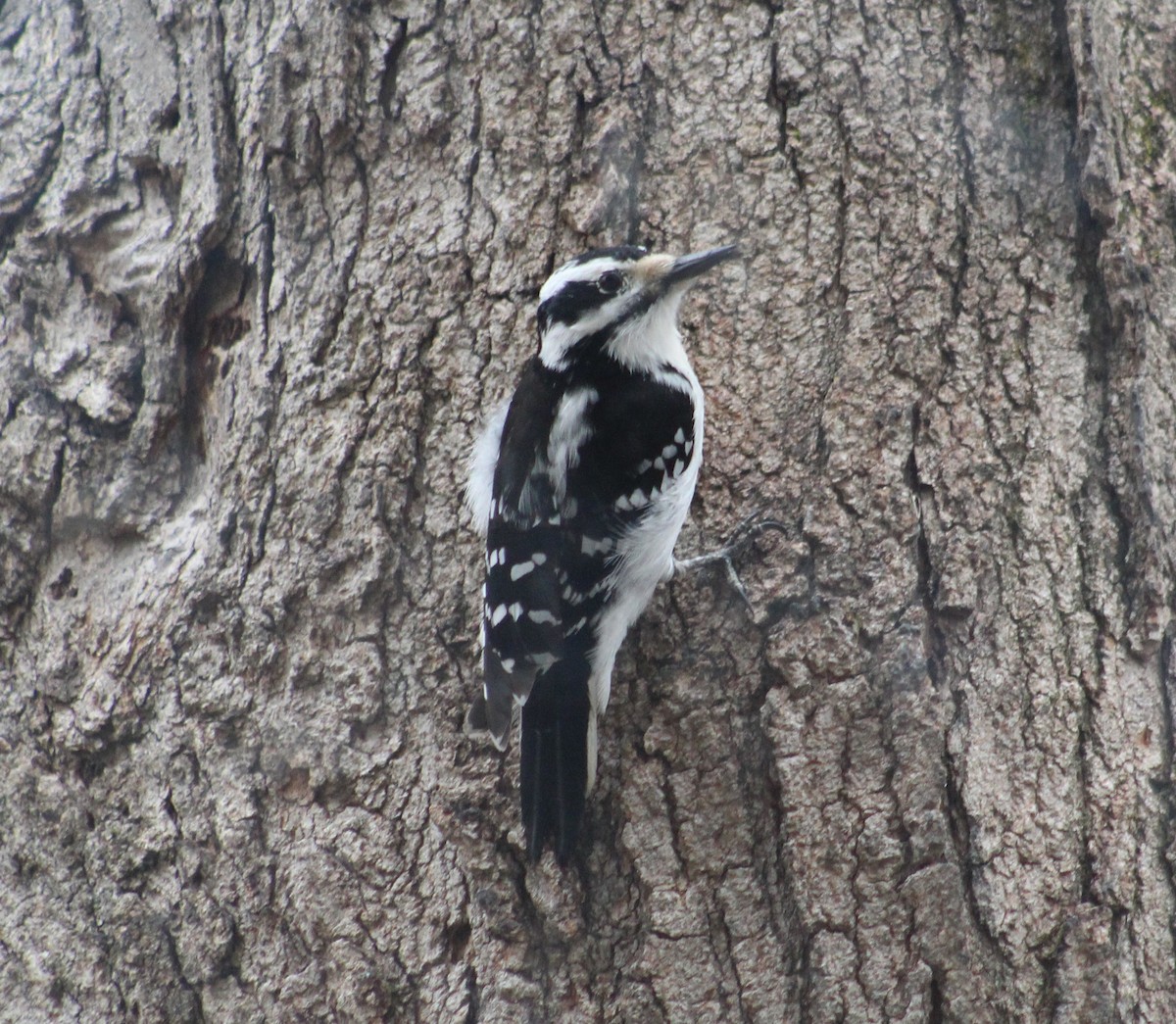 Hairy Woodpecker (Eastern) - ML218827301