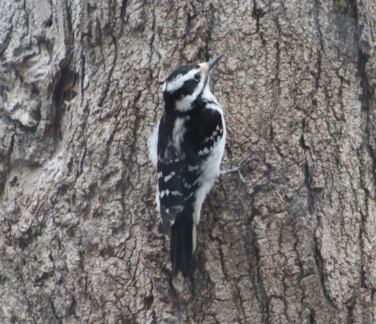 Hairy Woodpecker (Eastern) - ML218827441