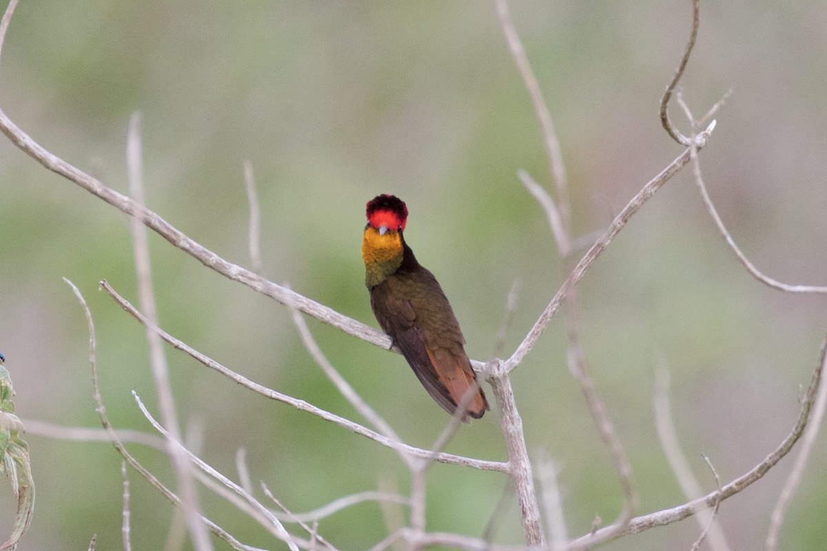 kolibřík červenohlavý - ML218827451