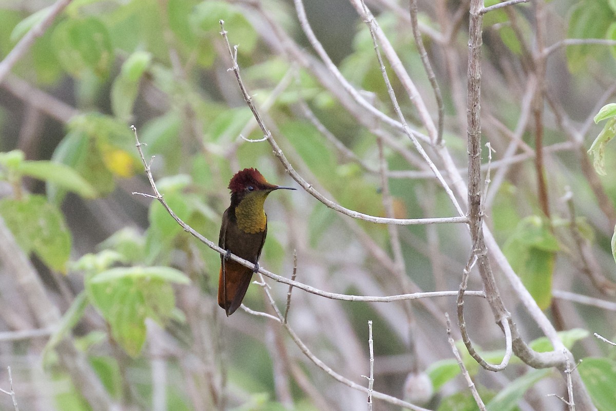 kolibřík červenohlavý - ML218827471