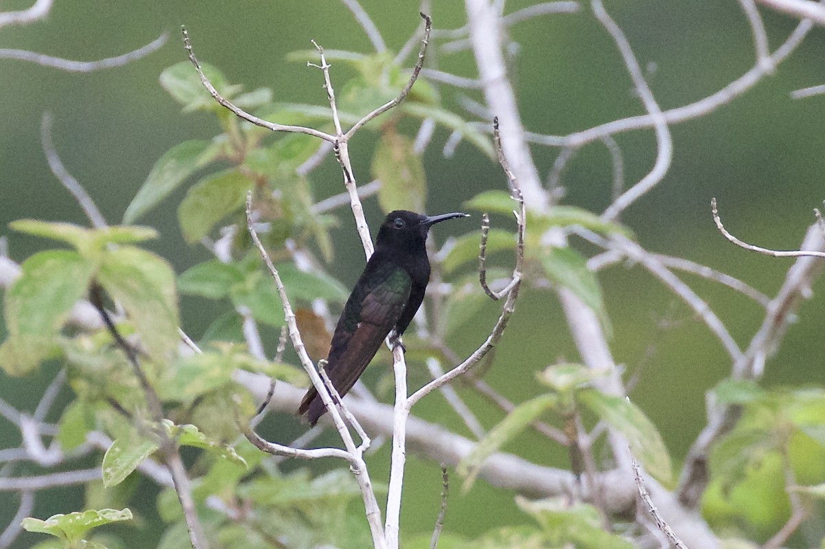 kolibřík černobílý - ML218827641