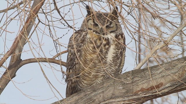 Great Horned Owl - ML218828761