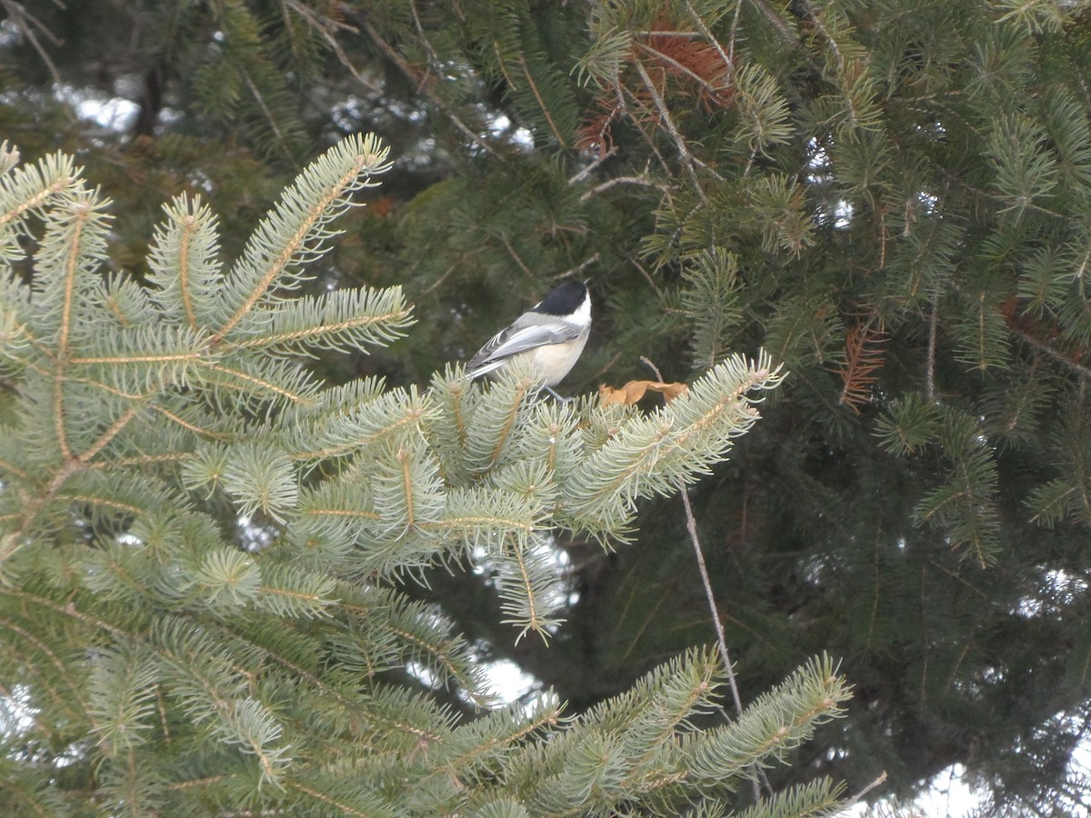 Black-capped Chickadee - Katelyn Anderson
