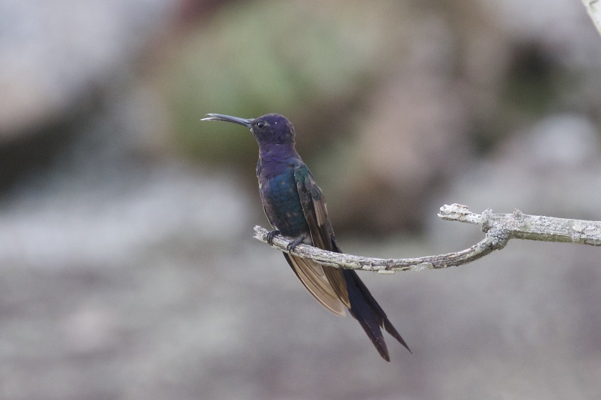 Swallow-tailed Hummingbird - Nicole Desnoyers