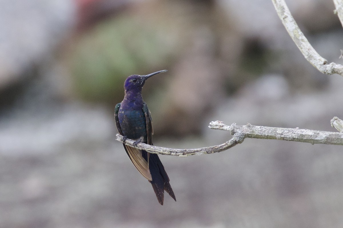 Swallow-tailed Hummingbird - ML218830421