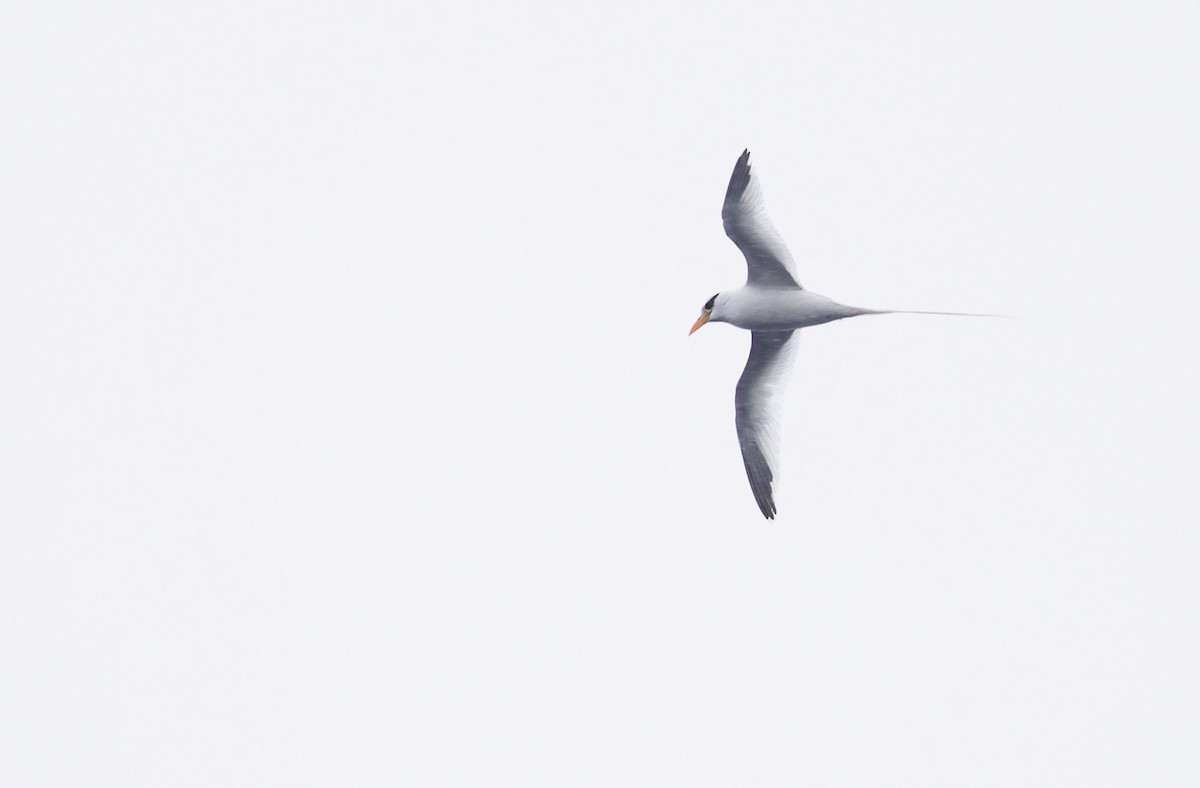 White-tailed Tropicbird - ML218830481