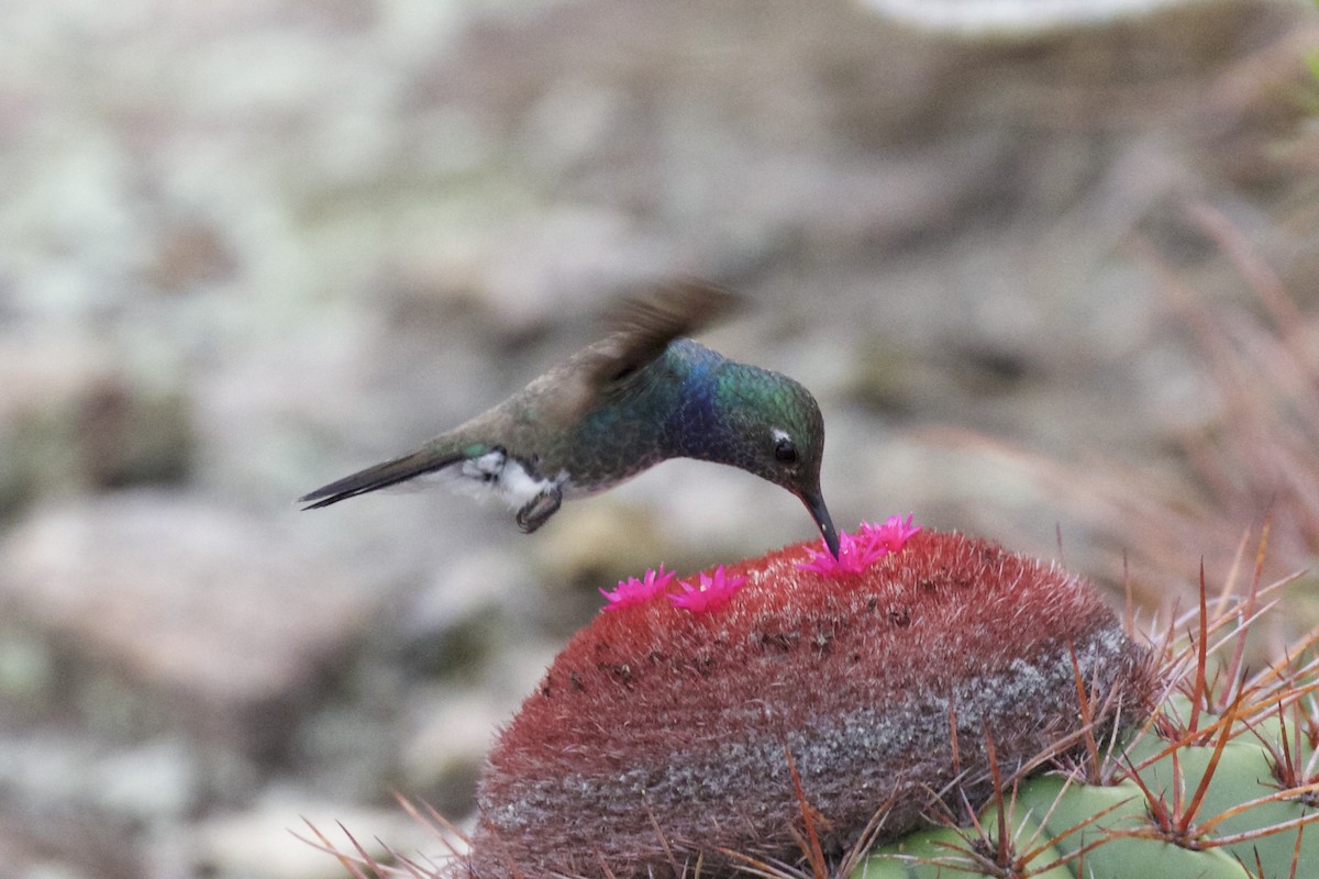 kolibřík safírový - ML218830711