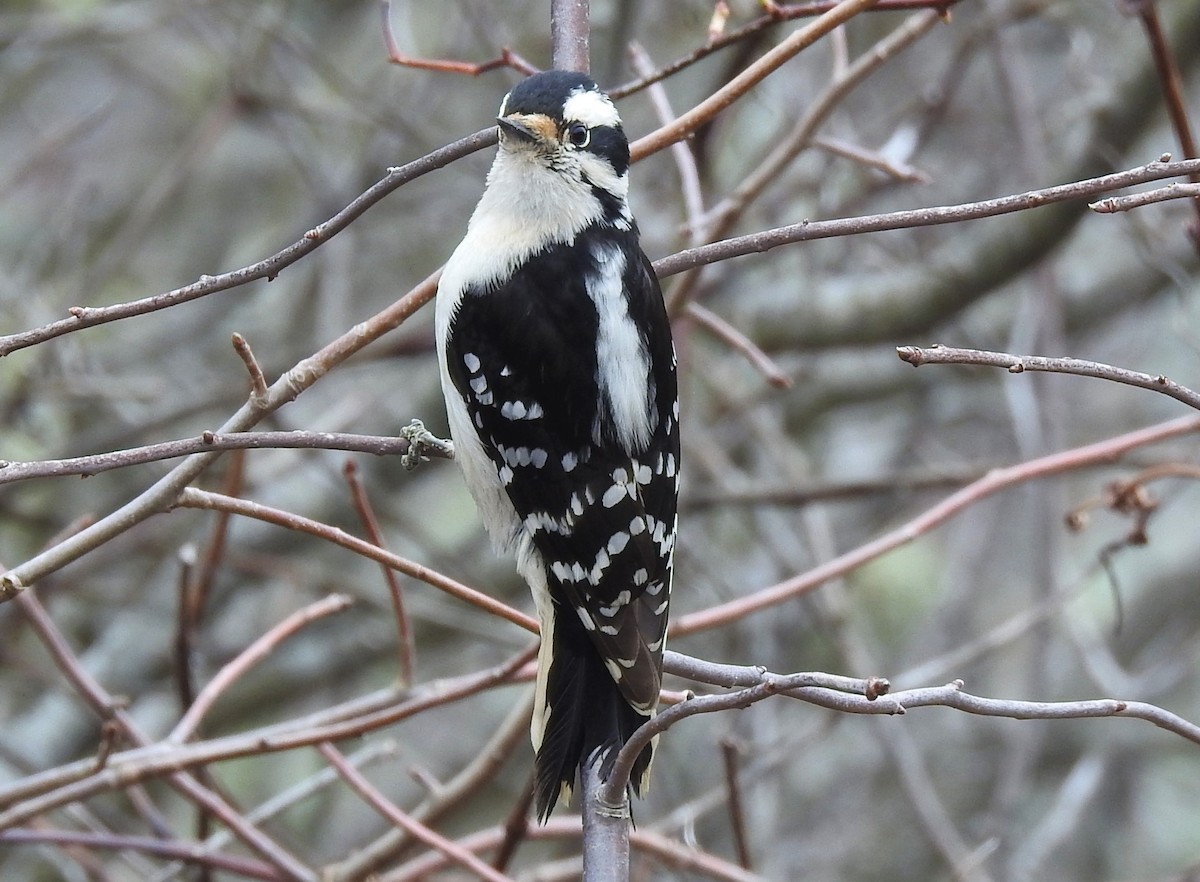 Downy Woodpecker - Carol Baird Molander