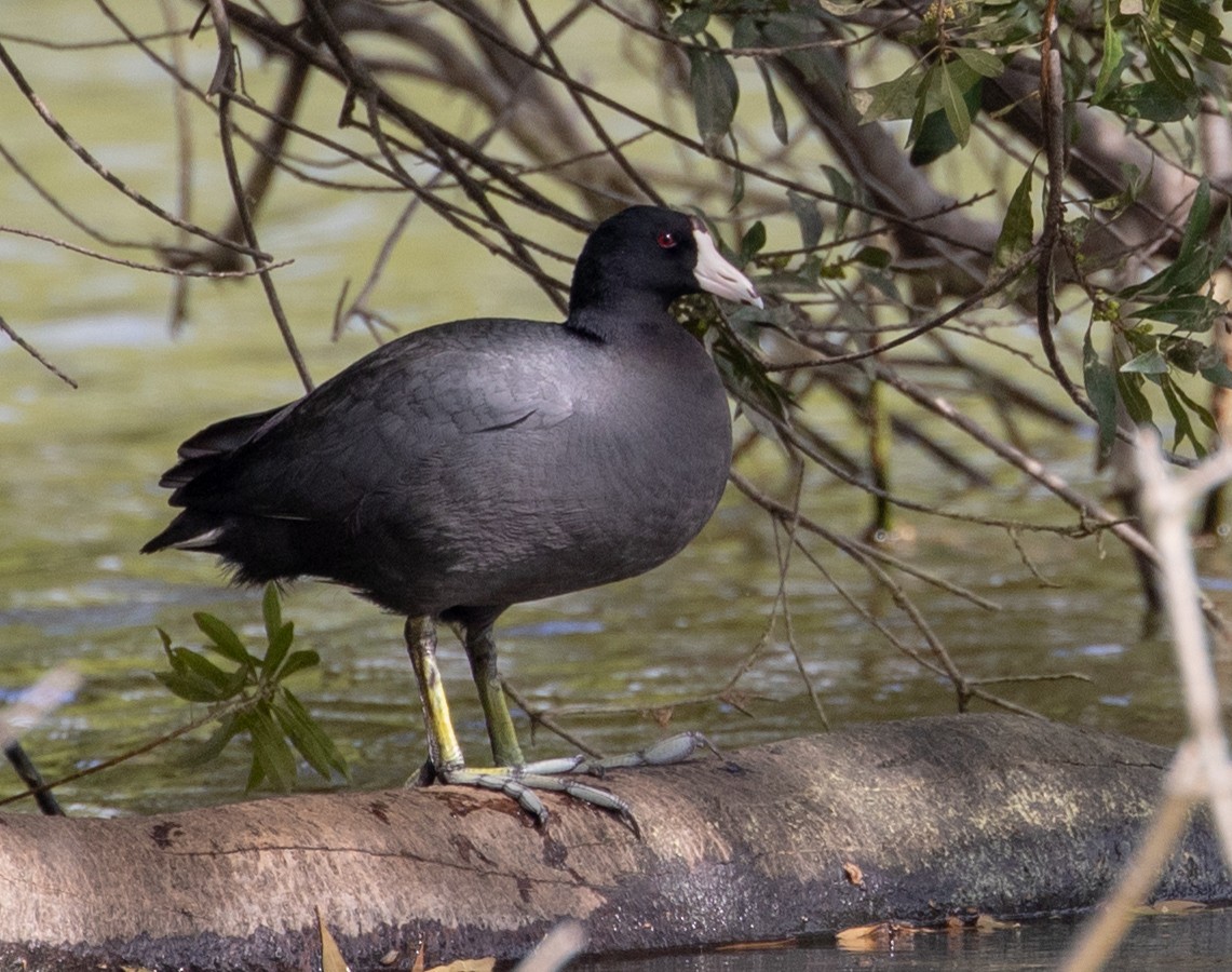 American Coot - Shawn Taylor