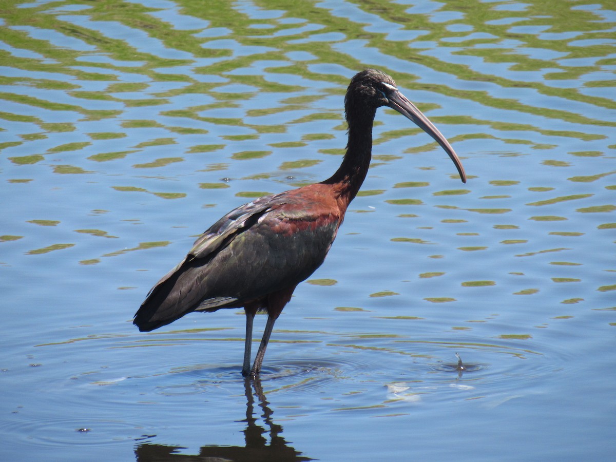 ibis hnědý - ML218834911