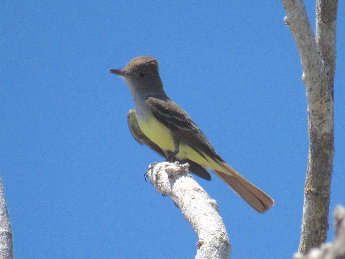 Great Crested Flycatcher - ML218838871