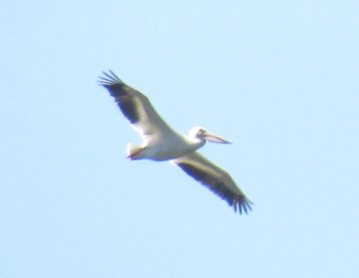 American White Pelican - ML218839431