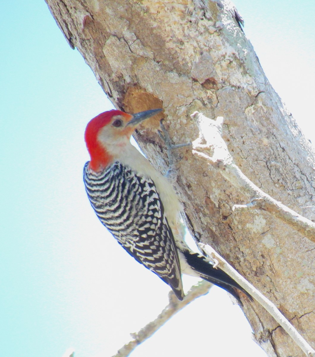 Red-bellied Woodpecker - Jenna Atma