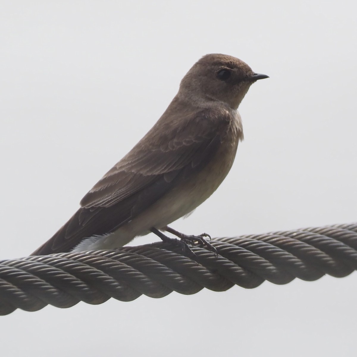 Northern Rough-winged Swallow - David Ayer