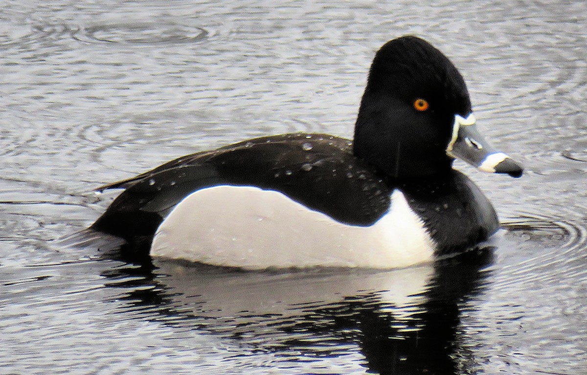 Ring-necked Duck - ML218841341